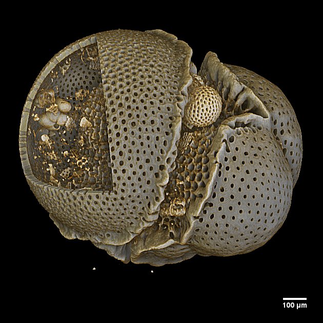 Foraminifera microfossil