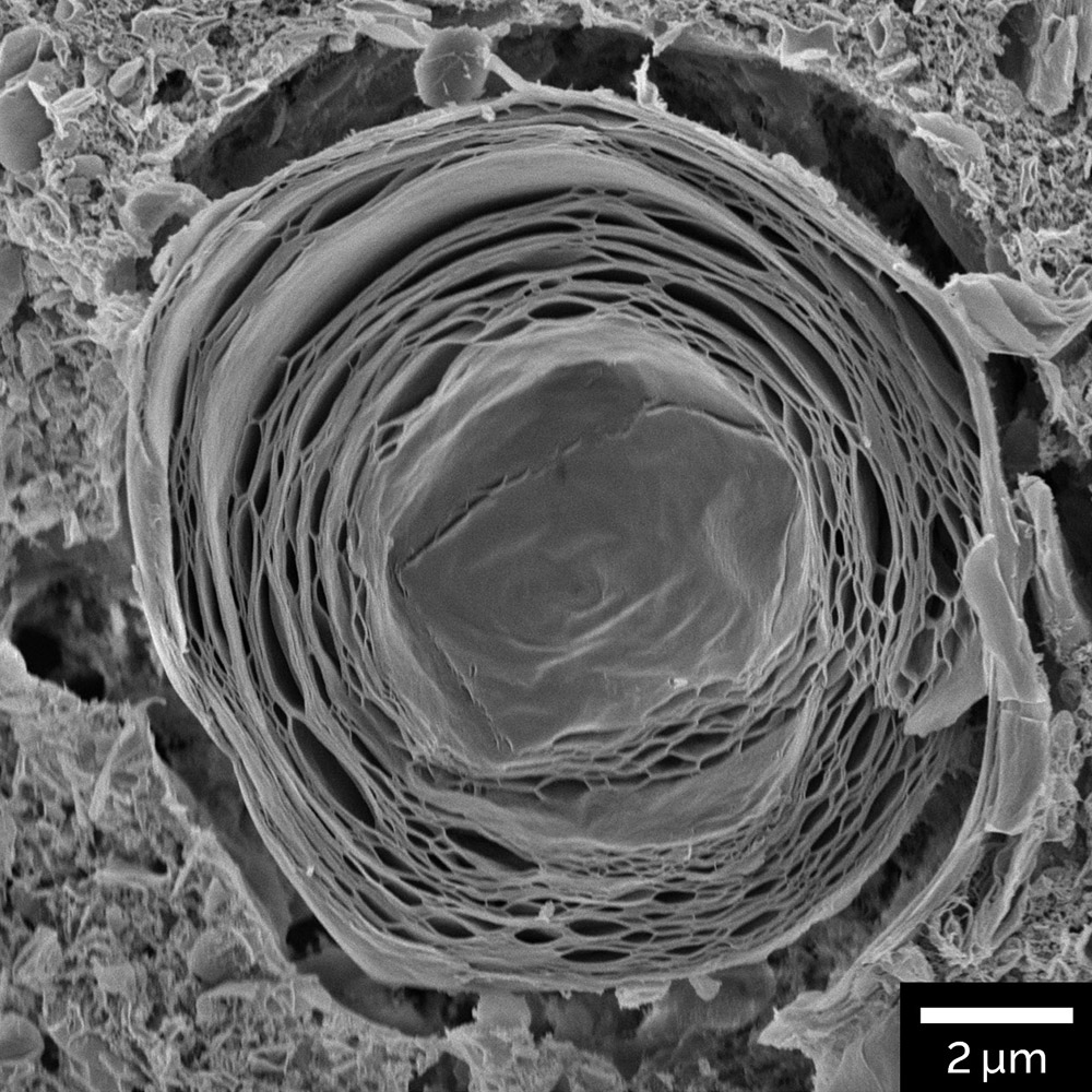 High pressure frozen softener containing microcapsules imaged with chamber ET detector at 3 keV