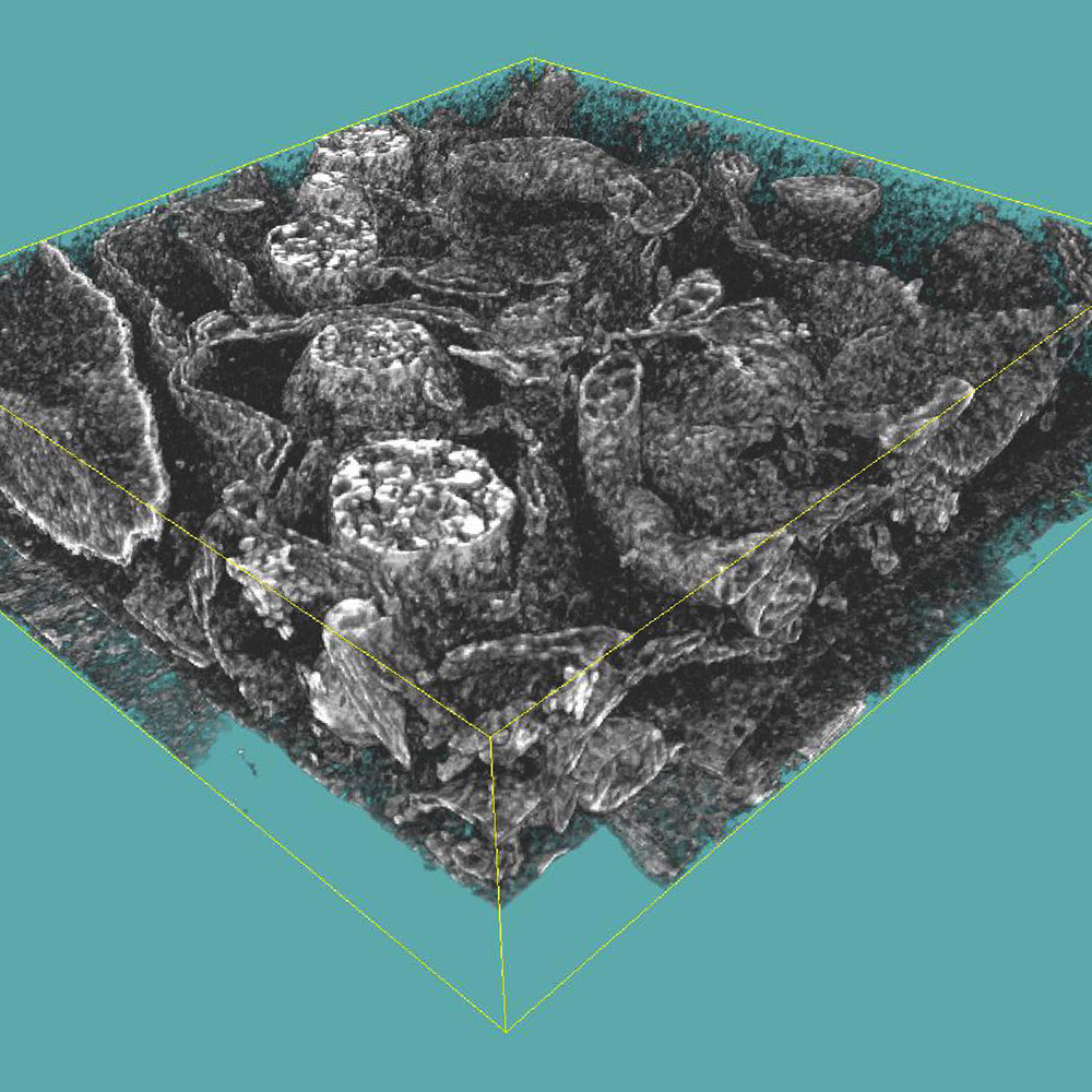 3D ultrastructural reconstruction of mammalian cell at 5 × 5 × 8 nm voxel size sampling in x, y, and z dimensions. Selected FIBSEM stack shows intracellular organization inside the cell