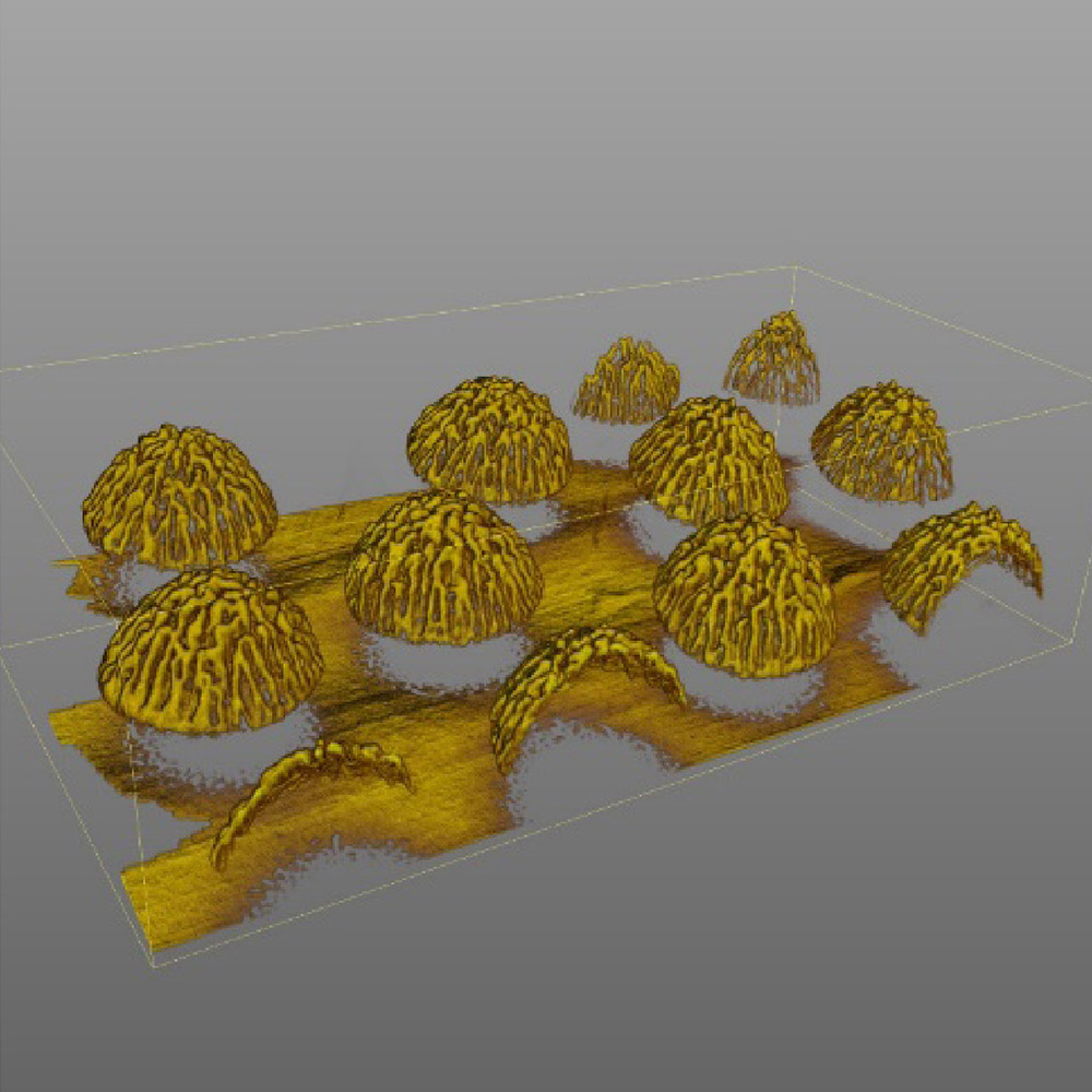 FIB-SEM nanotomography of SERS substrate